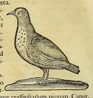 An illustration from Historia naturalis Brasiliae, : auspicio et beneficio illustriss. I. Mauritii Com. Nassau ... adornata : in qua non tantum plantæ et animalia, sed et indigenarum morbi, ingenia et mores describuntur et iconibus supra quingentas illustrantur (1648)