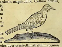 An illustration from Historia naturalis Brasiliae, : auspicio et beneficio illustriss. I. Mauritii Com. Nassau ... adornata : in qua non tantum plantæ et animalia, sed et indigenarum morbi, ingenia et mores describuntur et iconibus supra quingentas illustrantur (1648)