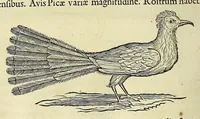 An illustration from Historia naturalis Brasiliae, : auspicio et beneficio illustriss. I. Mauritii Com. Nassau ... adornata : in qua non tantum plantæ et animalia, sed et indigenarum morbi, ingenia et mores describuntur et iconibus supra quingentas illustrantur (1648)