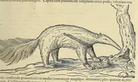An illustration from Historia naturalis Brasiliae, : auspicio et beneficio illustriss. I. Mauritii Com. Nassau ... adornata : in qua non tantum plantæ et animalia, sed et indigenarum morbi, ingenia et mores describuntur et iconibus supra quingentas illustrantur (1648)