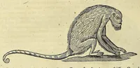 Picture 36 of 38 from Historia naturalis Brasiliae, : auspicio et beneficio illustriss. I. Mauritii Com. Nassau ... adornata : in qua non tantum plantæ et animalia, sed et indigenarum morbi, ingenia et mores describuntur et iconibus supra quingentas illustrantur (1648), leaf 376