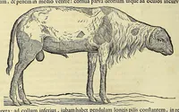 Picture 38 of 38 from Historia naturalis Brasiliae, : auspicio et beneficio illustriss. I. Mauritii Com. Nassau ... adornata : in qua non tantum plantæ et animalia, sed et indigenarum morbi, ingenia et mores describuntur et iconibus supra quingentas illustrantur (1648), leaf 382