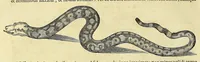 An illustration from Historia naturalis Brasiliae, : auspicio et beneficio illustriss. I. Mauritii Com. Nassau ... adornata : in qua non tantum plantæ et animalia, sed et indigenarum morbi, ingenia et mores describuntur et iconibus supra quingentas illustrantur (1648)