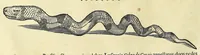 Picture 2 of 38 from Historia naturalis Brasiliae, : auspicio et beneficio illustriss. I. Mauritii Com. Nassau ... adornata : in qua non tantum plantæ et animalia, sed et indigenarum morbi, ingenia et mores describuntur et iconibus supra quingentas illustrantur (1648), leaf 58