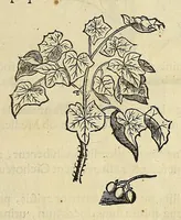 An illustration from Historia naturalis Brasiliae, : auspicio et beneficio illustriss. I. Mauritii Com. Nassau ... adornata : in qua non tantum plantæ et animalia, sed et indigenarum morbi, ingenia et mores describuntur et iconibus supra quingentas illustrantur (1648)
