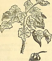 Picture 50 of 491 from Historia naturalis Brasiliae : auspicio et beneficio illustriss. I. Mauriti Com. Nassau illius provinciae et maris summi praefecti adornata : in qua non tantum plantae et animalia, sed et indigenarum morbi, ingenia et mores describuntur et iconibus supra quingentas illustrantur (1648), leaf 100