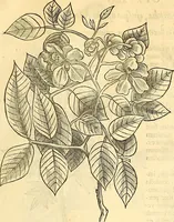 Picture 52 of 491 from Historia naturalis Brasiliae : auspicio et beneficio illustriss. I. Mauriti Com. Nassau illius provinciae et maris summi praefecti adornata : in qua non tantum plantae et animalia, sed et indigenarum morbi, ingenia et mores describuntur et iconibus supra quingentas illustrantur (1648), leaf 102