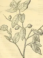 Picture 53 of 491 from Historia naturalis Brasiliae : auspicio et beneficio illustriss. I. Mauriti Com. Nassau illius provinciae et maris summi praefecti adornata : in qua non tantum plantae et animalia, sed et indigenarum morbi, ingenia et mores describuntur et iconibus supra quingentas illustrantur (1648), leaf 102