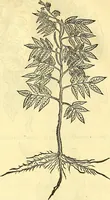 Picture 54 of 491 from Historia naturalis Brasiliae : auspicio et beneficio illustriss. I. Mauriti Com. Nassau illius provinciae et maris summi praefecti adornata : in qua non tantum plantae et animalia, sed et indigenarum morbi, ingenia et mores describuntur et iconibus supra quingentas illustrantur (1648), leaf 103
