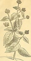 Picture 55 of 491 from Historia naturalis Brasiliae : auspicio et beneficio illustriss. I. Mauriti Com. Nassau illius provinciae et maris summi praefecti adornata : in qua non tantum plantae et animalia, sed et indigenarum morbi, ingenia et mores describuntur et iconibus supra quingentas illustrantur (1648), leaf 104