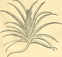 Picture 56 of 491 from Historia naturalis Brasiliae : auspicio et beneficio illustriss. I. Mauriti Com. Nassau illius provinciae et maris summi praefecti adornata : in qua non tantum plantae et animalia, sed et indigenarum morbi, ingenia et mores describuntur et iconibus supra quingentas illustrantur (1648), leaf 104