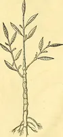 Picture 57 of 491 from Historia naturalis Brasiliae : auspicio et beneficio illustriss. I. Mauriti Com. Nassau illius provinciae et maris summi praefecti adornata : in qua non tantum plantae et animalia, sed et indigenarum morbi, ingenia et mores describuntur et iconibus supra quingentas illustrantur (1648), leaf 105