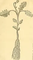 Picture 58 of 491 from Historia naturalis Brasiliae : auspicio et beneficio illustriss. I. Mauriti Com. Nassau illius provinciae et maris summi praefecti adornata : in qua non tantum plantae et animalia, sed et indigenarum morbi, ingenia et mores describuntur et iconibus supra quingentas illustrantur (1648), leaf 106