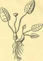 Picture 59 of 491 from Historia naturalis Brasiliae : auspicio et beneficio illustriss. I. Mauriti Com. Nassau illius provinciae et maris summi praefecti adornata : in qua non tantum plantae et animalia, sed et indigenarum morbi, ingenia et mores describuntur et iconibus supra quingentas illustrantur (1648), leaf 107