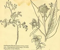 Picture 61 of 491 from Historia naturalis Brasiliae : auspicio et beneficio illustriss. I. Mauriti Com. Nassau illius provinciae et maris summi praefecti adornata : in qua non tantum plantae et animalia, sed et indigenarum morbi, ingenia et mores describuntur et iconibus supra quingentas illustrantur (1648), leaf 109