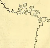 Picture 65 of 491 from Historia naturalis Brasiliae : auspicio et beneficio illustriss. I. Mauriti Com. Nassau illius provinciae et maris summi praefecti adornata : in qua non tantum plantae et animalia, sed et indigenarum morbi, ingenia et mores describuntur et iconibus supra quingentas illustrantur (1648), leaf 111