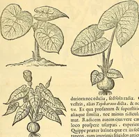 Picture 66 of 491 from Historia naturalis Brasiliae : auspicio et beneficio illustriss. I. Mauriti Com. Nassau illius provinciae et maris summi praefecti adornata : in qua non tantum plantae et animalia, sed et indigenarum morbi, ingenia et mores describuntur et iconibus supra quingentas illustrantur (1648), leaf 112