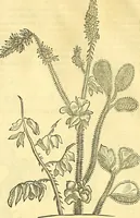 Picture 68 of 491 from Historia naturalis Brasiliae : auspicio et beneficio illustriss. I. Mauriti Com. Nassau illius provinciae et maris summi praefecti adornata : in qua non tantum plantae et animalia, sed et indigenarum morbi, ingenia et mores describuntur et iconibus supra quingentas illustrantur (1648), leaf 113