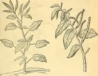 Picture 69 of 491 from Historia naturalis Brasiliae : auspicio et beneficio illustriss. I. Mauriti Com. Nassau illius provinciae et maris summi praefecti adornata : in qua non tantum plantae et animalia, sed et indigenarum morbi, ingenia et mores describuntur et iconibus supra quingentas illustrantur (1648), leaf 114