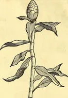 Picture 70 of 491 from Historia naturalis Brasiliae : auspicio et beneficio illustriss. I. Mauriti Com. Nassau illius provinciae et maris summi praefecti adornata : in qua non tantum plantae et animalia, sed et indigenarum morbi, ingenia et mores describuntur et iconibus supra quingentas illustrantur (1648), leaf 115