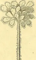 Picture 73 of 491 from Historia naturalis Brasiliae : auspicio et beneficio illustriss. I. Mauriti Com. Nassau illius provinciae et maris summi praefecti adornata : in qua non tantum plantae et animalia, sed et indigenarum morbi, ingenia et mores describuntur et iconibus supra quingentas illustrantur (1648), leaf 117