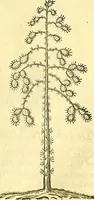 An illustration from Historia naturalis Brasiliae : auspicio et beneficio illustriss. I. Mauriti Com. Nassau illius provinciae et maris summi praefecti adornata : in qua non tantum plantae et animalia, sed et indigenarum morbi, ingenia et mores describuntur et iconibus supra quingentas illustrantur (1648)