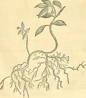 Picture 76 of 491 from Historia naturalis Brasiliae : auspicio et beneficio illustriss. I. Mauriti Com. Nassau illius provinciae et maris summi praefecti adornata : in qua non tantum plantae et animalia, sed et indigenarum morbi, ingenia et mores describuntur et iconibus supra quingentas illustrantur (1648), leaf 118