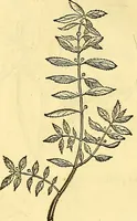 Picture 77 of 491 from Historia naturalis Brasiliae : auspicio et beneficio illustriss. I. Mauriti Com. Nassau illius provinciae et maris summi praefecti adornata : in qua non tantum plantae et animalia, sed et indigenarum morbi, ingenia et mores describuntur et iconibus supra quingentas illustrantur (1648), leaf 119
