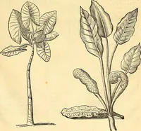 Picture 79 of 491 from Historia naturalis Brasiliae : auspicio et beneficio illustriss. I. Mauriti Com. Nassau illius provinciae et maris summi praefecti adornata : in qua non tantum plantae et animalia, sed et indigenarum morbi, ingenia et mores describuntur et iconibus supra quingentas illustrantur (1648), leaf 120