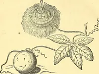 Picture 82 of 491 from Historia naturalis Brasiliae : auspicio et beneficio illustriss. I. Mauriti Com. Nassau illius provinciae et maris summi praefecti adornata : in qua non tantum plantae et animalia, sed et indigenarum morbi, ingenia et mores describuntur et iconibus supra quingentas illustrantur (1648), leaf 123