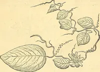 Picture 83 of 491 from Historia naturalis Brasiliae : auspicio et beneficio illustriss. I. Mauriti Com. Nassau illius provinciae et maris summi praefecti adornata : in qua non tantum plantae et animalia, sed et indigenarum morbi, ingenia et mores describuntur et iconibus supra quingentas illustrantur (1648), leaf 124