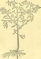 Picture 84 of 491 from Historia naturalis Brasiliae : auspicio et beneficio illustriss. I. Mauriti Com. Nassau illius provinciae et maris summi praefecti adornata : in qua non tantum plantae et animalia, sed et indigenarum morbi, ingenia et mores describuntur et iconibus supra quingentas illustrantur (1648), leaf 125