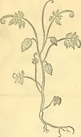 Picture 85 of 491 from Historia naturalis Brasiliae : auspicio et beneficio illustriss. I. Mauriti Com. Nassau illius provinciae et maris summi praefecti adornata : in qua non tantum plantae et animalia, sed et indigenarum morbi, ingenia et mores describuntur et iconibus supra quingentas illustrantur (1648), leaf 126
