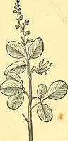 Picture 90 of 491 from Historia naturalis Brasiliae : auspicio et beneficio illustriss. I. Mauriti Com. Nassau illius provinciae et maris summi praefecti adornata : in qua non tantum plantae et animalia, sed et indigenarum morbi, ingenia et mores describuntur et iconibus supra quingentas illustrantur (1648), leaf 129