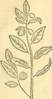 Picture 91 of 491 from Historia naturalis Brasiliae : auspicio et beneficio illustriss. I. Mauriti Com. Nassau illius provinciae et maris summi praefecti adornata : in qua non tantum plantae et animalia, sed et indigenarum morbi, ingenia et mores describuntur et iconibus supra quingentas illustrantur (1648), leaf 130