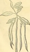 Picture 92 of 491 from Historia naturalis Brasiliae : auspicio et beneficio illustriss. I. Mauriti Com. Nassau illius provinciae et maris summi praefecti adornata : in qua non tantum plantae et animalia, sed et indigenarum morbi, ingenia et mores describuntur et iconibus supra quingentas illustrantur (1648), leaf 130