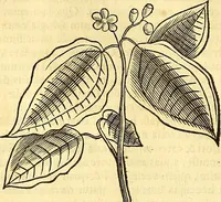 Picture 94 of 491 from Historia naturalis Brasiliae : auspicio et beneficio illustriss. I. Mauriti Com. Nassau illius provinciae et maris summi praefecti adornata : in qua non tantum plantae et animalia, sed et indigenarum morbi, ingenia et mores describuntur et iconibus supra quingentas illustrantur (1648), leaf 133