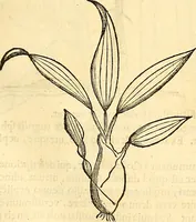 Picture 97 of 491 from Historia naturalis Brasiliae : auspicio et beneficio illustriss. I. Mauriti Com. Nassau illius provinciae et maris summi praefecti adornata : in qua non tantum plantae et animalia, sed et indigenarum morbi, ingenia et mores describuntur et iconibus supra quingentas illustrantur (1648), leaf 134