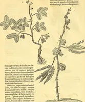 Picture 98 of 491 from Historia naturalis Brasiliae : auspicio et beneficio illustriss. I. Mauriti Com. Nassau illius provinciae et maris summi praefecti adornata : in qua non tantum plantae et animalia, sed et indigenarum morbi, ingenia et mores describuntur et iconibus supra quingentas illustrantur (1648), leaf 135