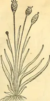 Picture 99 of 491 from Historia naturalis Brasiliae : auspicio et beneficio illustriss. I. Mauriti Com. Nassau illius provinciae et maris summi praefecti adornata : in qua non tantum plantae et animalia, sed et indigenarum morbi, ingenia et mores describuntur et iconibus supra quingentas illustrantur (1648), leaf 136