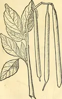 Picture 100 of 491 from Historia naturalis Brasiliae : auspicio et beneficio illustriss. I. Mauriti Com. Nassau illius provinciae et maris summi praefecti adornata : in qua non tantum plantae et animalia, sed et indigenarum morbi, ingenia et mores describuntur et iconibus supra quingentas illustrantur (1648), leaf 136