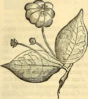 Picture 103 of 491 from Historia naturalis Brasiliae : auspicio et beneficio illustriss. I. Mauriti Com. Nassau illius provinciae et maris summi praefecti adornata : in qua non tantum plantae et animalia, sed et indigenarum morbi, ingenia et mores describuntur et iconibus supra quingentas illustrantur (1648), leaf 138