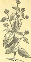 Picture 111 of 491 from Historia naturalis Brasiliae : auspicio et beneficio illustriss. I. Mauriti Com. Nassau illius provinciae et maris summi praefecti adornata : in qua non tantum plantae et animalia, sed et indigenarum morbi, ingenia et mores describuntur et iconibus supra quingentas illustrantur (1648), leaf 155