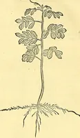 Picture 115 of 491 from Historia naturalis Brasiliae : auspicio et beneficio illustriss. I. Mauriti Com. Nassau illius provinciae et maris summi praefecti adornata : in qua non tantum plantae et animalia, sed et indigenarum morbi, ingenia et mores describuntur et iconibus supra quingentas illustrantur (1648), leaf 159