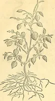 Picture 118 of 491 from Historia naturalis Brasiliae : auspicio et beneficio illustriss. I. Mauriti Com. Nassau illius provinciae et maris summi praefecti adornata : in qua non tantum plantae et animalia, sed et indigenarum morbi, ingenia et mores describuntur et iconibus supra quingentas illustrantur (1648), leaf 162