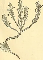 Picture 119 of 491 from Historia naturalis Brasiliae : auspicio et beneficio illustriss. I. Mauriti Com. Nassau illius provinciae et maris summi praefecti adornata : in qua non tantum plantae et animalia, sed et indigenarum morbi, ingenia et mores describuntur et iconibus supra quingentas illustrantur (1648), leaf 162