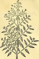 Picture 124 of 491 from Historia naturalis Brasiliae : auspicio et beneficio illustriss. I. Mauriti Com. Nassau illius provinciae et maris summi praefecti adornata : in qua non tantum plantae et animalia, sed et indigenarum morbi, ingenia et mores describuntur et iconibus supra quingentas illustrantur (1648), leaf 165