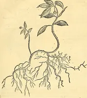 Picture 126 of 491 from Historia naturalis Brasiliae : auspicio et beneficio illustriss. I. Mauriti Com. Nassau illius provinciae et maris summi praefecti adornata : in qua non tantum plantae et animalia, sed et indigenarum morbi, ingenia et mores describuntur et iconibus supra quingentas illustrantur (1648), leaf 166