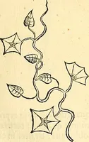 Picture 129 of 491 from Historia naturalis Brasiliae : auspicio et beneficio illustriss. I. Mauriti Com. Nassau illius provinciae et maris summi praefecti adornata : in qua non tantum plantae et animalia, sed et indigenarum morbi, ingenia et mores describuntur et iconibus supra quingentas illustrantur (1648), leaf 168