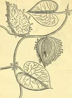 Picture 130 of 491 from Historia naturalis Brasiliae : auspicio et beneficio illustriss. I. Mauriti Com. Nassau illius provinciae et maris summi praefecti adornata : in qua non tantum plantae et animalia, sed et indigenarum morbi, ingenia et mores describuntur et iconibus supra quingentas illustrantur (1648), leaf 169